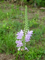 Physostegia digitalis