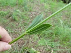 Physostegia digitalis