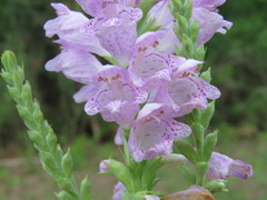 Physostegia digitalis