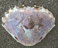 Ovalipes trimaculatus