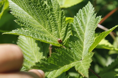 Cosmopepla intergressa