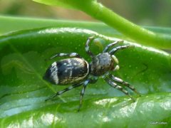 Salticidae