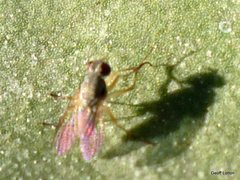 Diptera