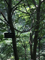 Magnolia acuminata