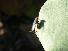 Diptera