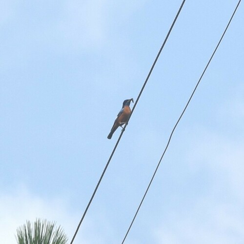Blue-capped Rock Thrush (Monticola cinclorhyncha), photo 8