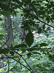 Magnolia acuminata