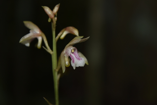 Monk orchid (Eulophia maculata)