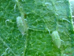 Angiospermae