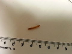 Bostrichoidea