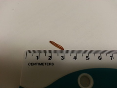 Bostrichoidea