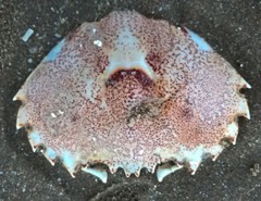 Ovalipes trimaculatus