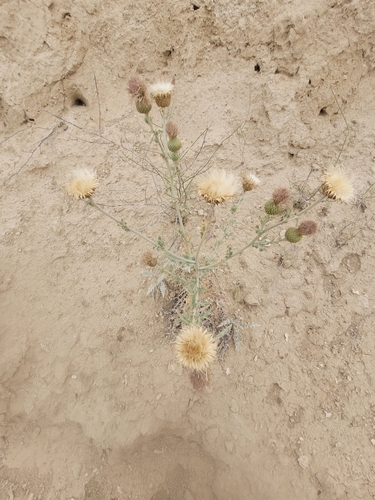 Cirsium brevifolium observed 2024-07-16