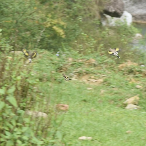 Grey-crowned Goldfinch (Carduelis caniceps), photo 5