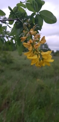Laburnum anagyroides