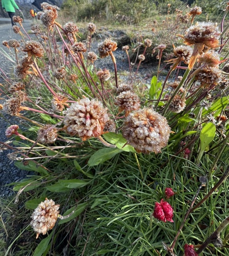 Armeria curvifolia, photograph 4