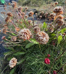 Armeria curvifolia, photograph jcollatz, CC0, iNaturalist via GBIF