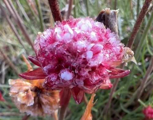 Armeria curvifolia, photograph 5