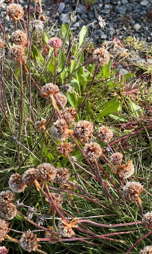 Armeria curvifolia, photograph 6
