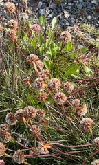 Armeria curvifolia, photograph jcollatz, CC0, iNaturalist via GBIF