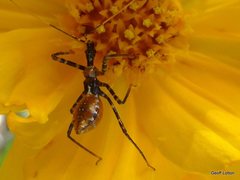 Reduviidae