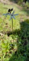 Lithophragma parviflorum