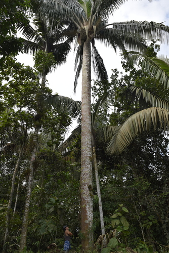 Attalea colenda, photograph 2