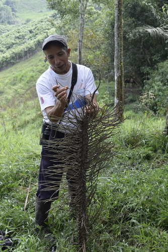 Attalea colenda, photograph 4