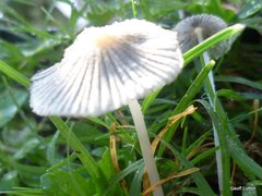 Agaricineae