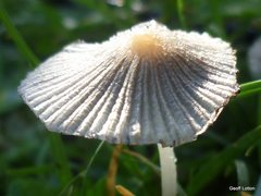 Agaricineae