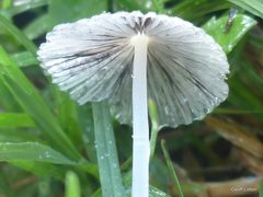 Agaricineae