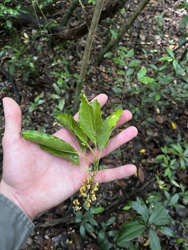 False mastic (Sideroxylon foetidissimum)