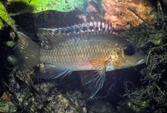 Gunther's Cichlid photo 1
