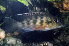 Gunther's Cichlid photo 2