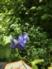 Delphinium trolliifolium