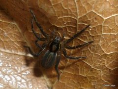 Araneae