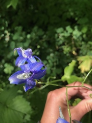 Delphinium trolliifolium