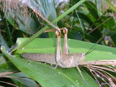 Valanga irregularis
