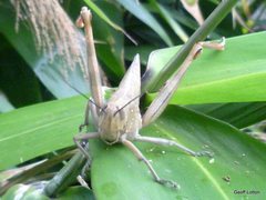 Valanga irregularis