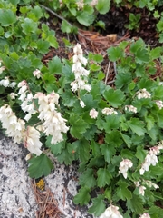 Heuchera hallii