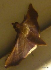 Lepidoptera