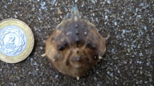 Libinia spinosa