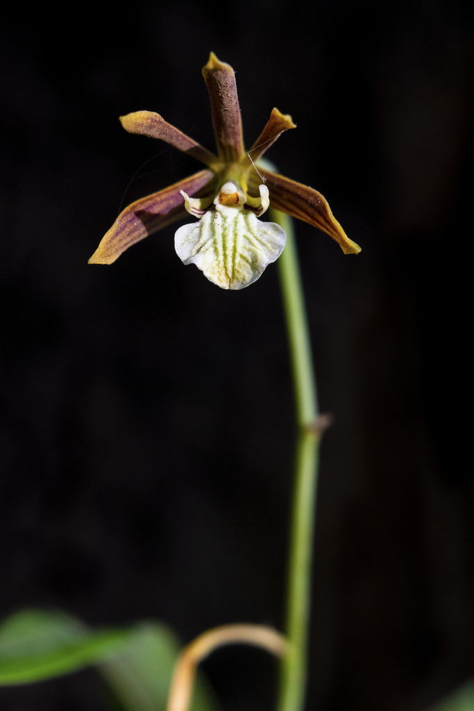 Prosthechea squalida