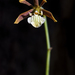 Prosthechea squalida - Photo (c) Ricardo Arredondo T., some rights reserved (CC BY-NC), uploaded by Ricardo Arredondo T.