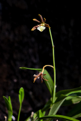 Prosthechea squalida