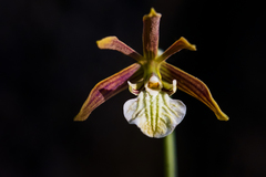 Prosthechea squalida