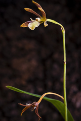 Prosthechea squalida