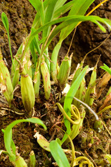 Prosthechea squalida