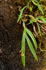 Prosthechea squalida
