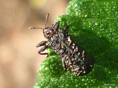 Octotoma scabripennis